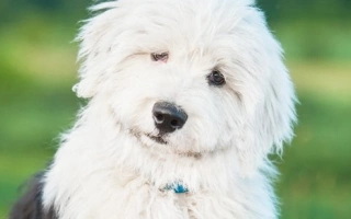 Discover the Old English Sheepdog – a lovable, shaggy companion known for its charm and herding roots. Learn about grooming, temperament, and breed care.