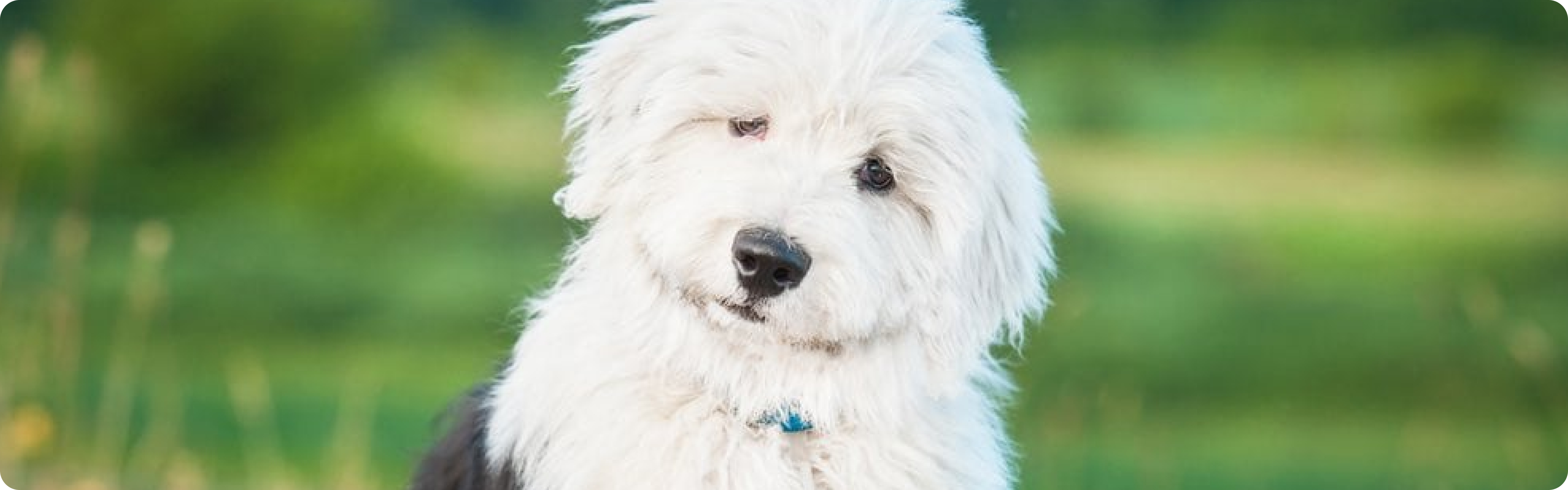 Old English Sheepdog