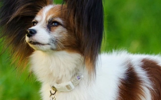Discover the Papillon – a tiny, graceful toy breed known for its intelligence and iconic butterfly ears. Learn about grooming, temperament, and care.