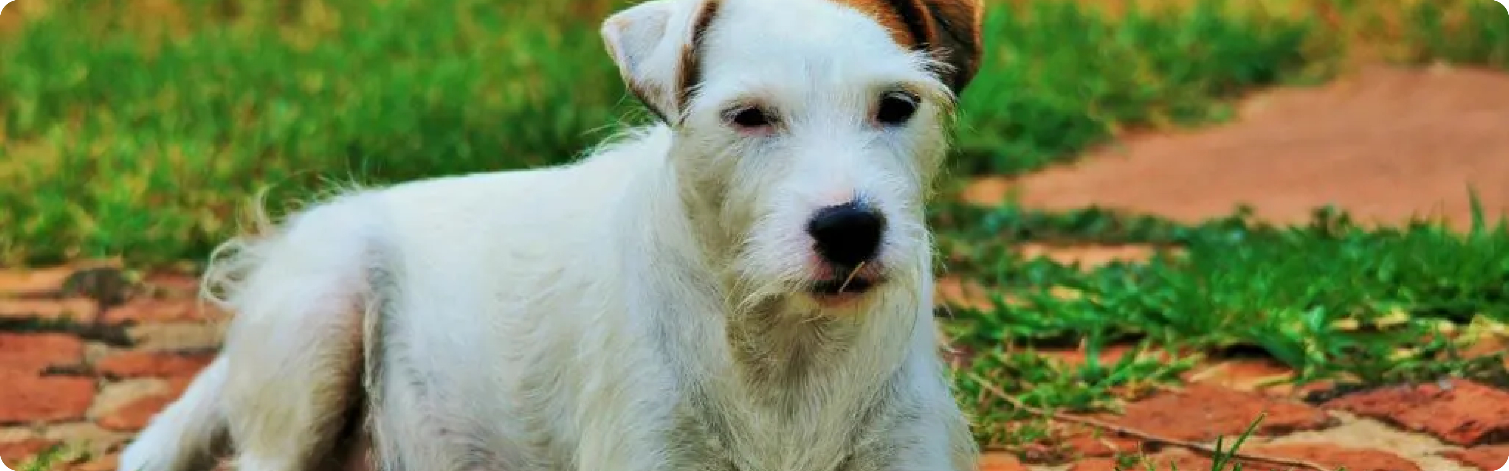 Parson Russell Terrier