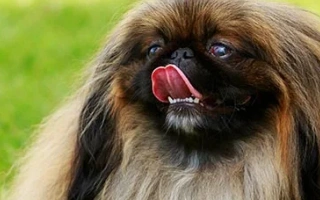 Discover the Pekingese – a royal toy breed with a bold spirit, flowing coat, and loyal nature. Learn about grooming, training, health, and care tips.
