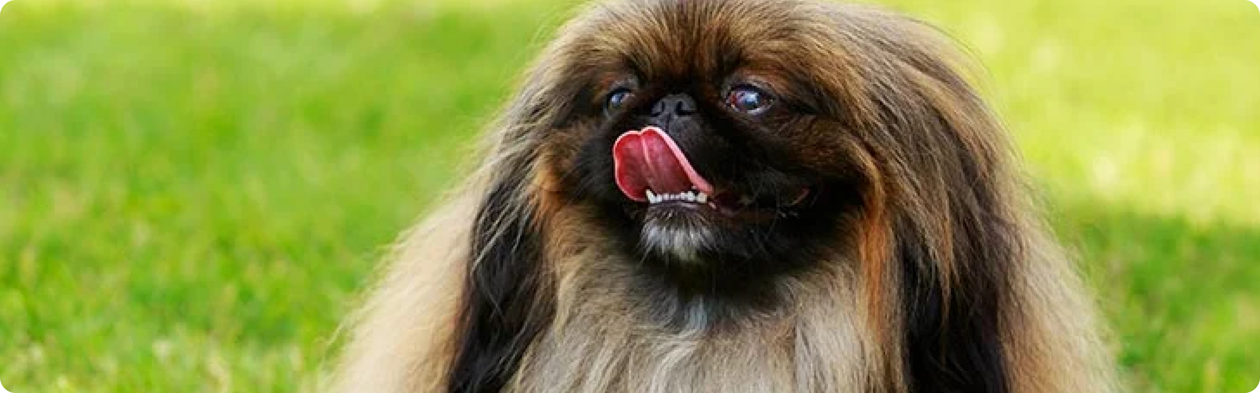 Pekingese