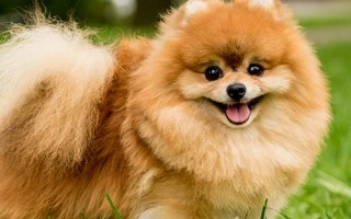 Explore the Pomeranian – a confident, fluffy toy dog known for its bold spirit and luxurious coat. Learn about grooming, training, and care needs.