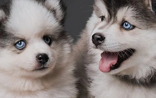 Discover the Pomsky – a playful, fluffy mix of Pomeranian and Husky. Learn about their temperament, grooming needs, size, and how to care for this eye-catching hybrid.