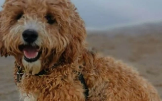 Meet the Poochon – a smart, affectionate mix of Poodle and Bichon Frise. Learn about grooming, temperament, training, and care for this low-shedding hybrid.
