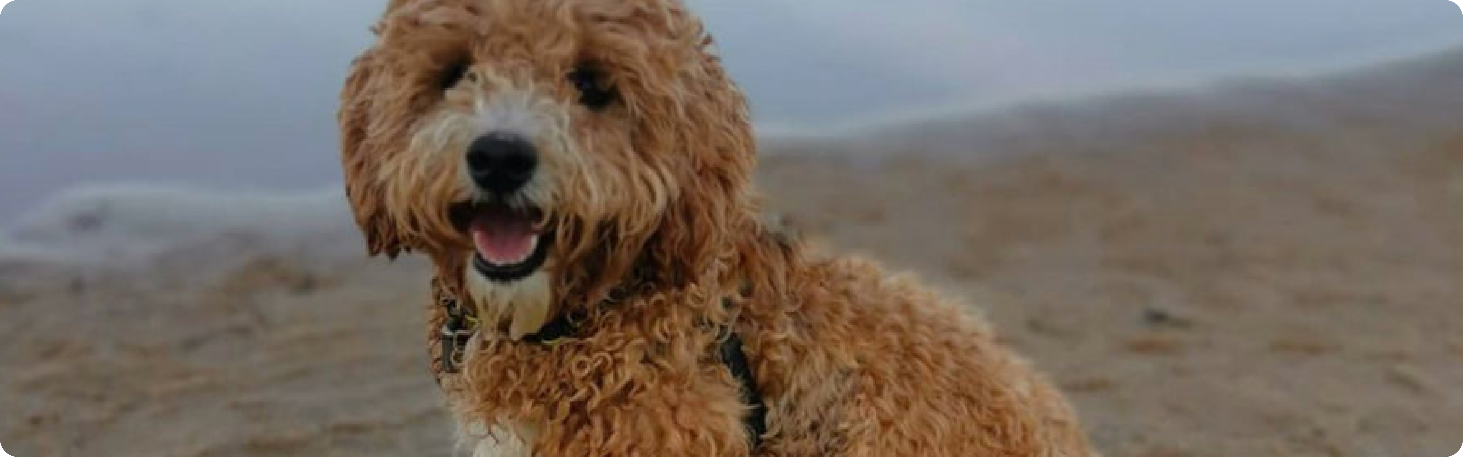 Poochon