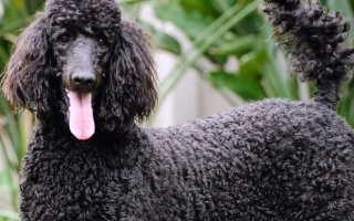 Explore the Poodle – a brilliant, hypoallergenic breed available in Standard, Miniature, and Toy sizes. Learn about grooming, temperament, and care needs.