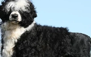 Discover the Portuguese Water Dog – a smart, athletic, and hypoallergenic breed with a love for swimming and family. Learn about training, grooming, and care needs.