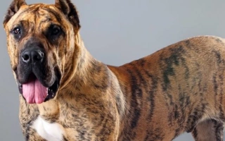 Learn about the Presa Canario – a muscular, confident guardian dog from the Canary Islands. Discover its temperament, training needs, and care requirements.