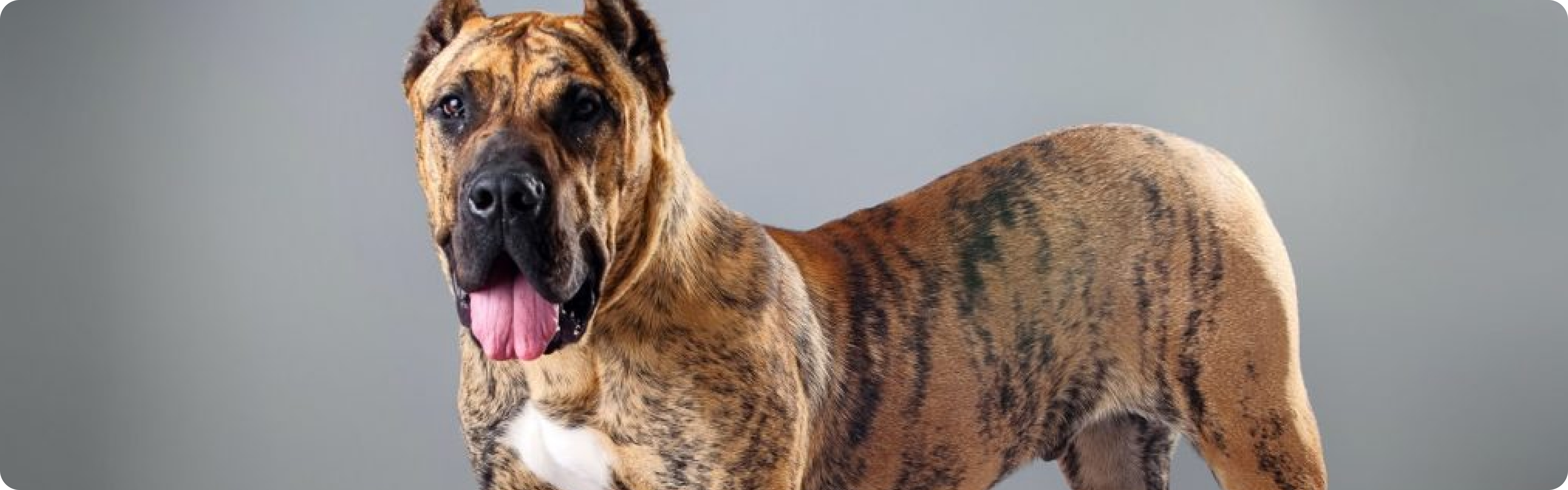 Presa Canario