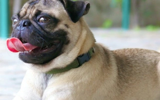 Discover the Pug – a small, lovable companion with a big personality. Learn about its temperament, grooming needs, health issues, and daily care.