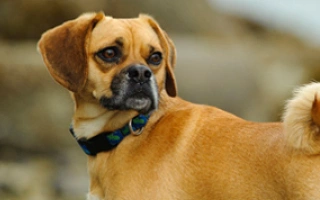 Meet the Puggle – a playful, affectionate mix of Pug and Beagle. Learn about this hybrid dog’s size, temperament, grooming needs, and ideal home.