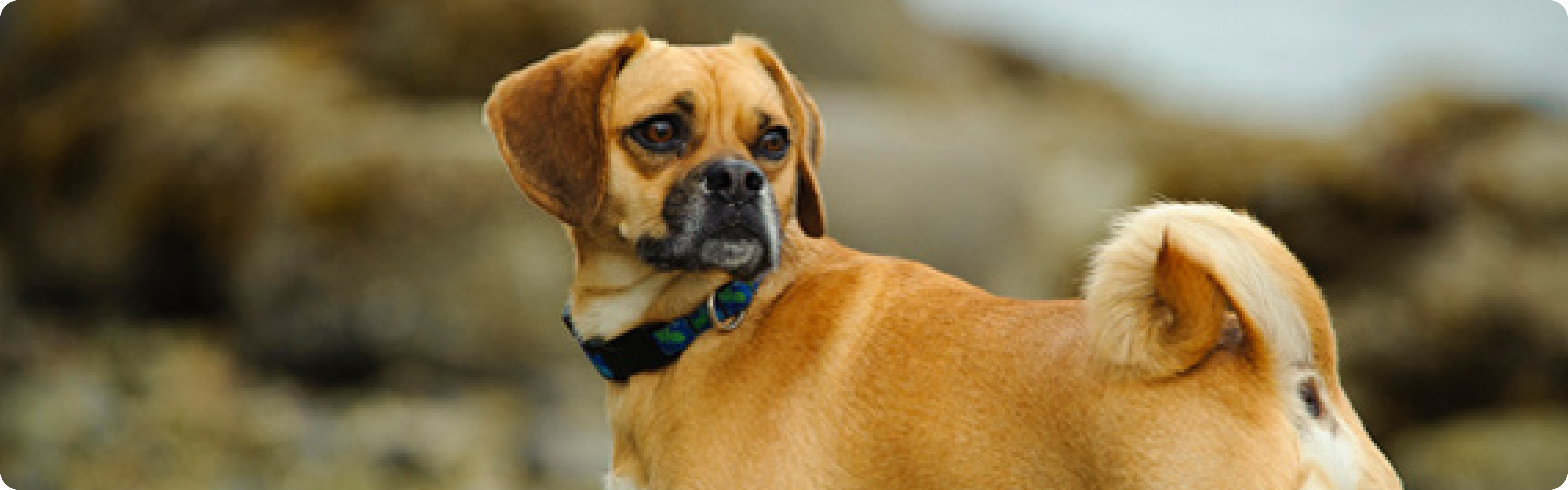 Puggle