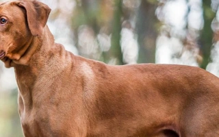 Explore the Rhodesian Ridgeback – a powerful, intelligent, and loyal hunting dog. Learn about its temperament, grooming, exercise needs, and ideal home life.