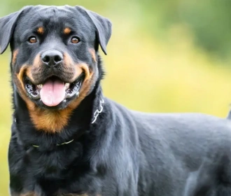 Rottweiler