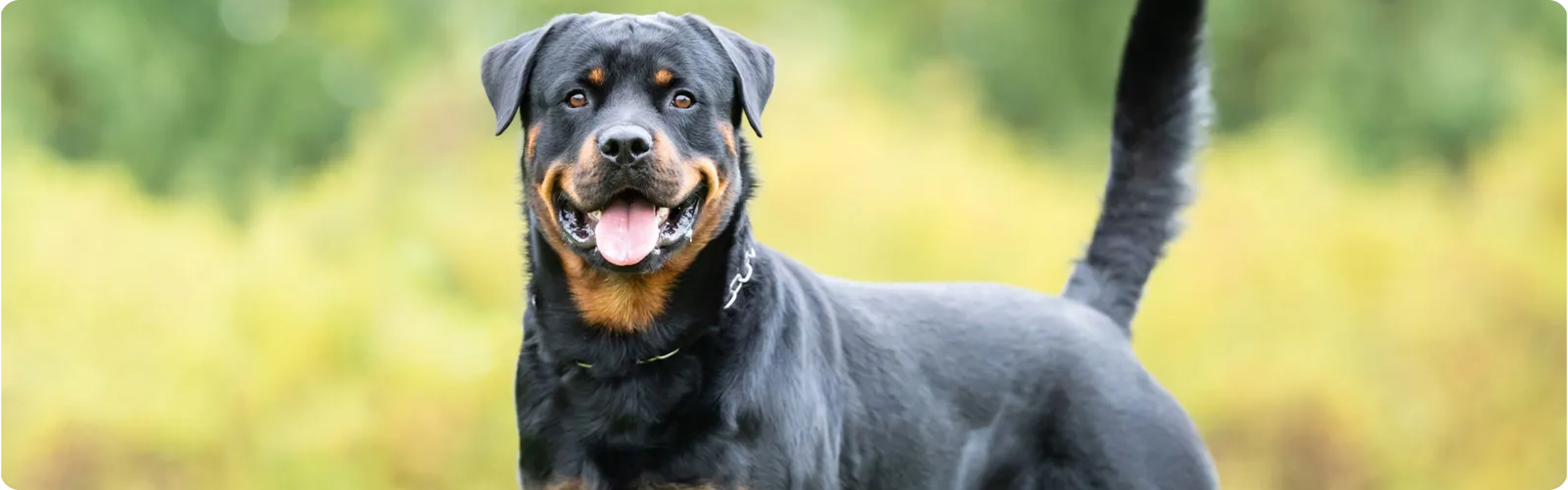 Rottweiler