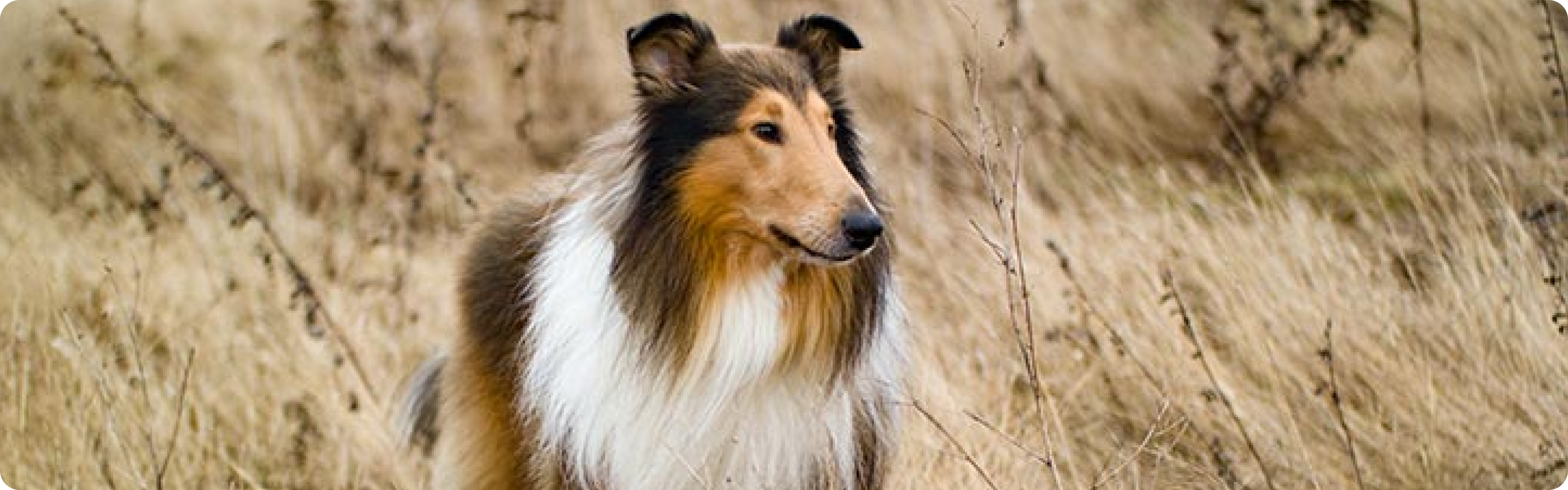 Rough Collie