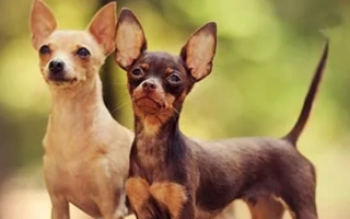 Russian Toy Terrier is a small, affectionate, and lively companion. Ideal for close-knit homes, apartments, and owners who enjoy loyal dogs.