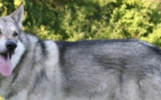Saarloos Wolfdog is a loyal, sensitive, and wolf-like breed. Best for experienced owners who enjoy active, independent companions.