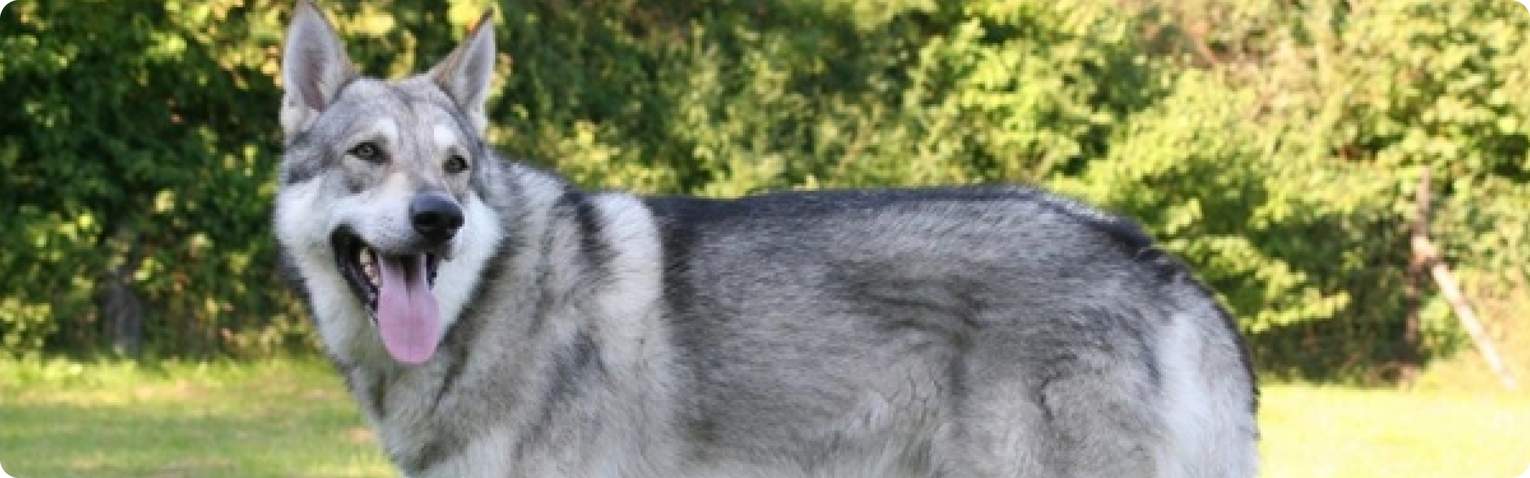 Saarloos Wolfdog