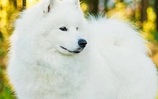 Samoyed is a friendly, fluffy, and energetic breed known for its smile and sociable nature. Great with families and cold-weather living.