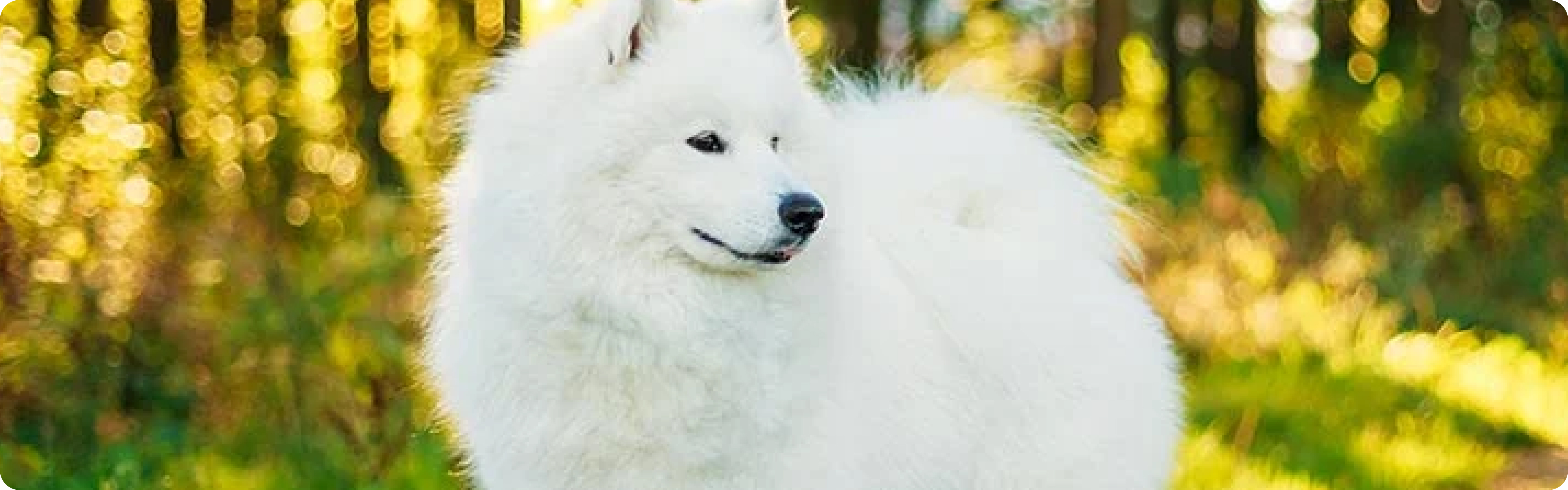Samoyed
