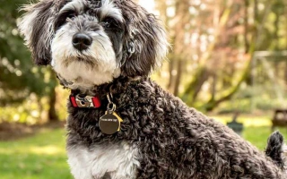 Schnoodle is a cheerful and smart Poodle–Schnauzer mix. Friendly, low-shedding, and ideal for active families or allergy-sensitive owners.