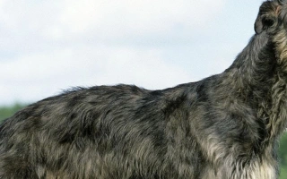 Scottish Deerhound is a calm, noble, and gentle sighthound bred to hunt deer. A loyal, quiet, and elegant companion for large, relaxed homes.
