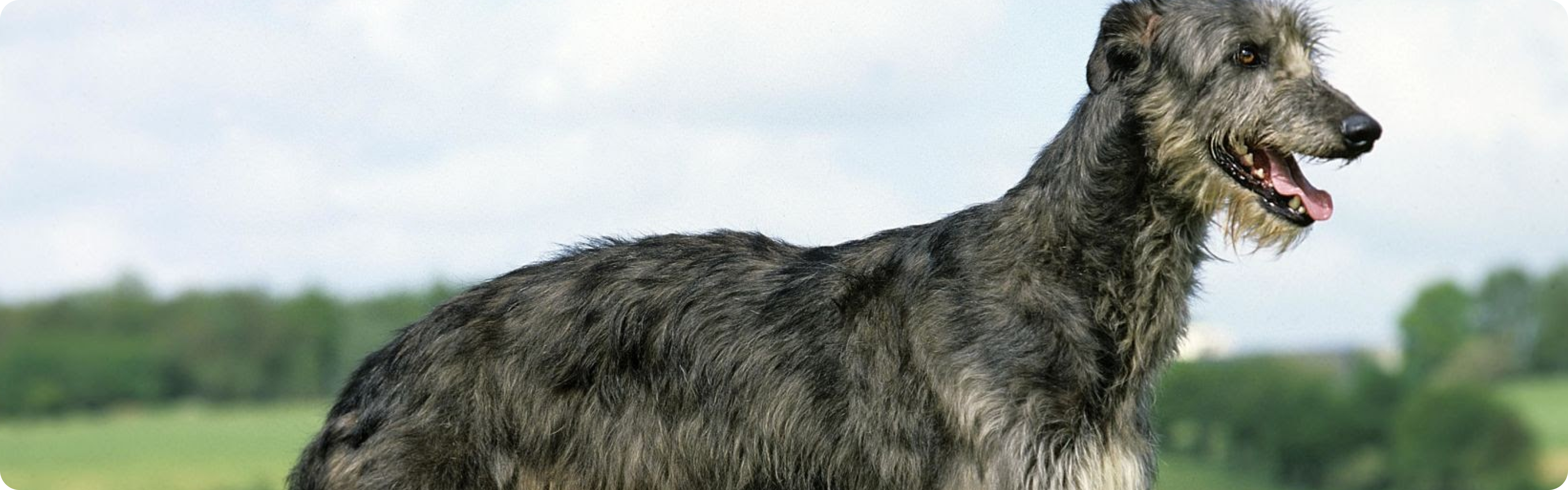 Scottish Deerhound