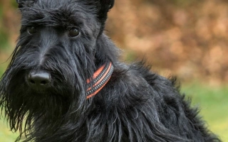 Scottish Terrier is bold, loyal, and independent. A dignified companion with strong instincts, best for owners who enjoy spirited, small dogs.