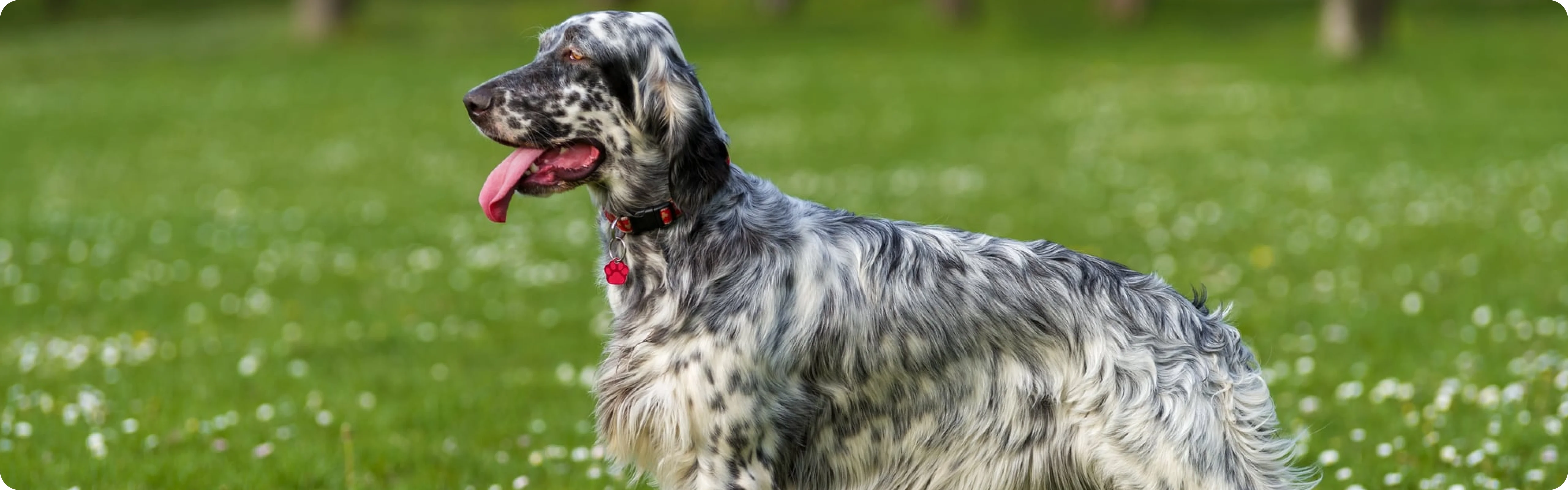 Setter