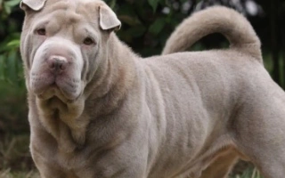 Shar Pei is a calm, loyal, and deeply devoted breed with signature wrinkles and strong guarding instincts. Best for confident, experienced owners.