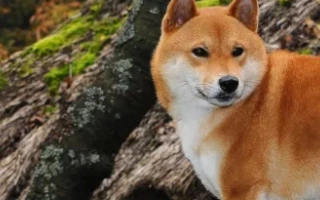 Shiba Inu is a bold, clean, and independent breed from Japan. Best for experienced owners who appreciate a spirited and low-maintenance companion.