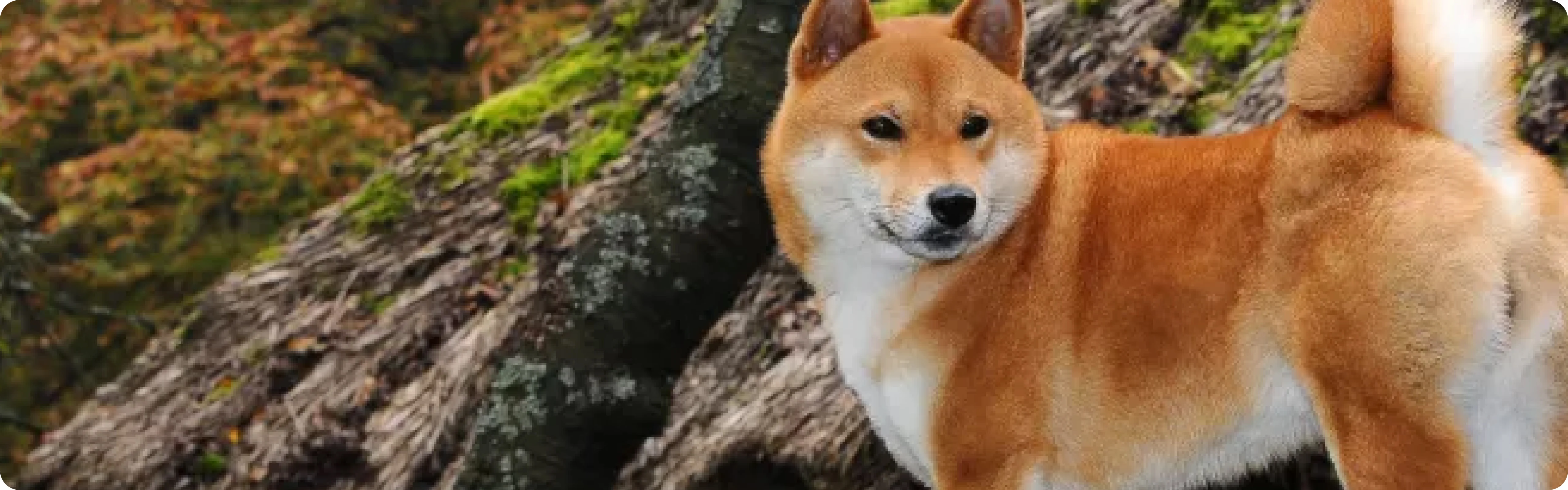 Shiba Inu