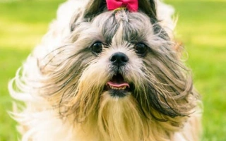 Shih Tzu is a loving, confident, and people-focused companion. Ideal for indoor living, families, and those who enjoy regular grooming care.