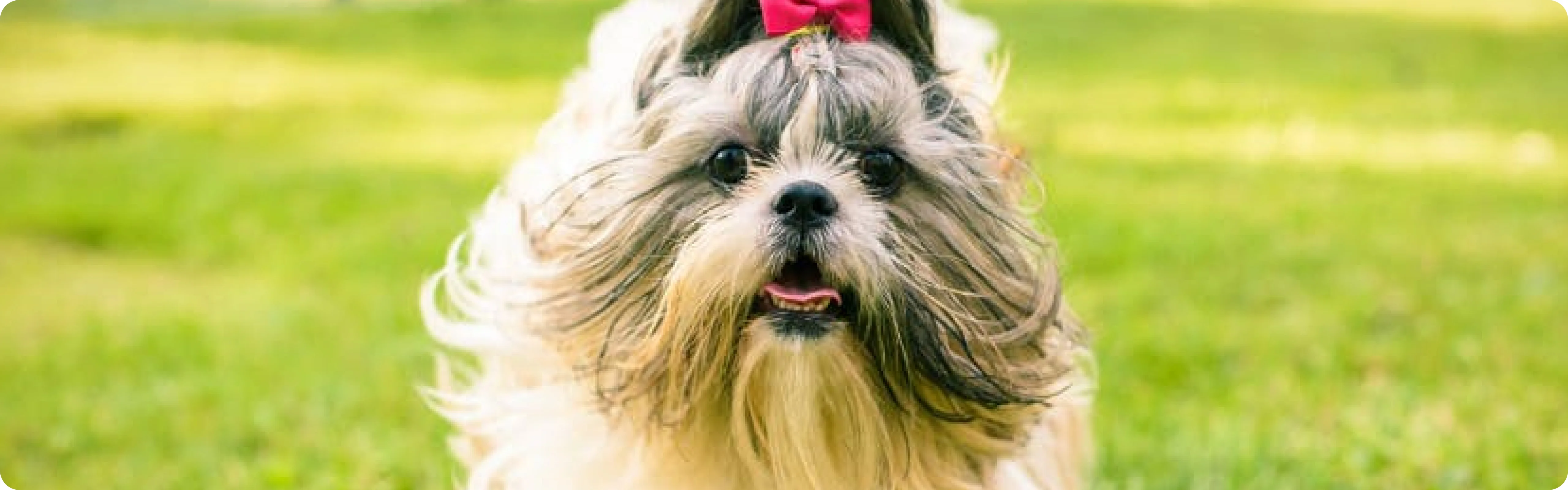 Shih Tzu