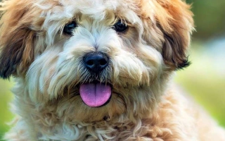 Shihpoo is a playful and loving Shih Tzu–Poodle mix. Low-shedding, adaptable, and perfect for small homes or allergy-sensitive families.