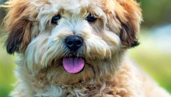Shihpoo Dog Breed Information - Dogsy.ie
