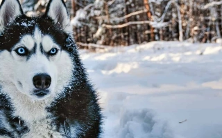 Siberian Husky is energetic, social, and independent. A striking breed for active owners who enjoy outdoor adventure and daily exercise.
