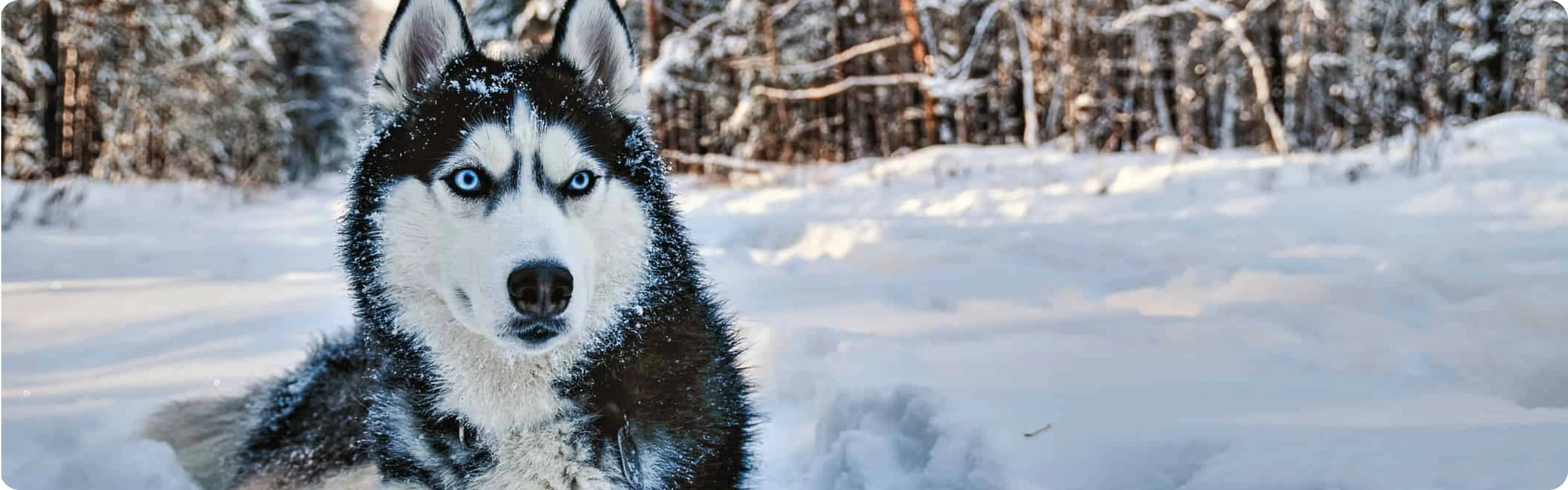 Siberian Husky