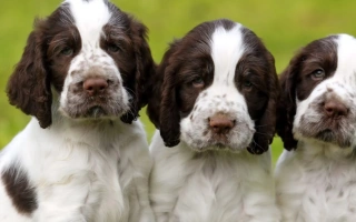 Springer Spaniel is a friendly and active breed known for loyalty, intelligence, and energy. Great for families and outdoor-loving owners.