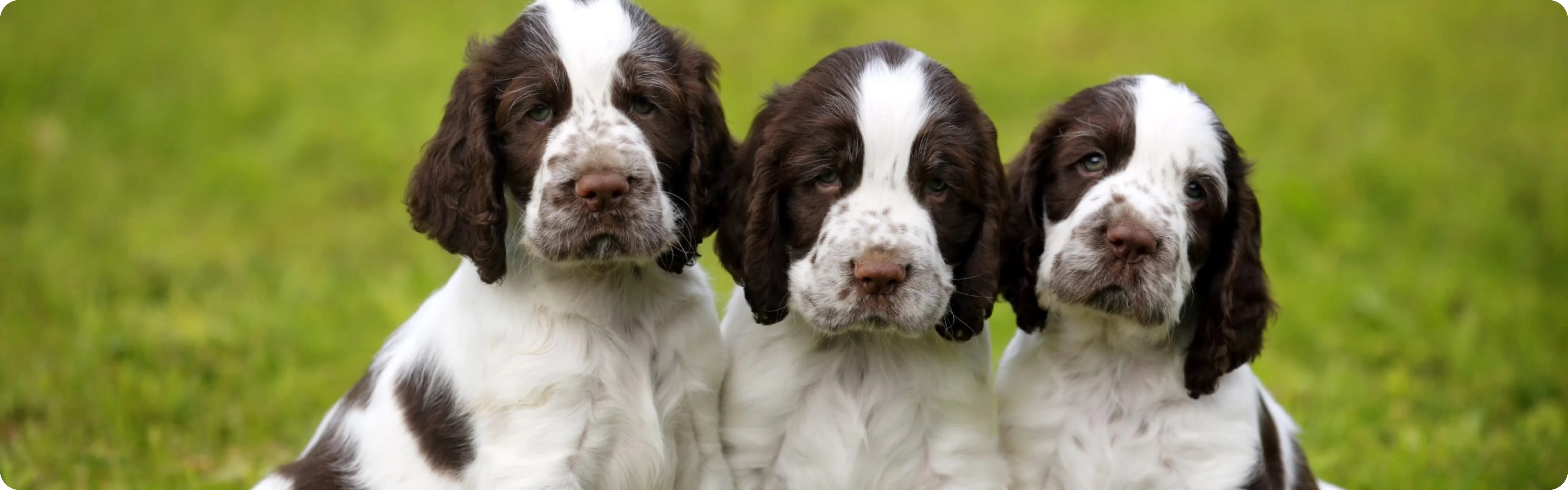 Springer Spaniel