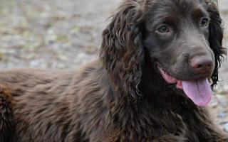 Sprocker is an affectionate and driven mix of Springer and Cocker Spaniels. Ideal for active homes, families, and adventure-loving owners.