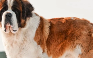 St. Bernard is a gentle, loyal, and powerful breed known for rescue work and devotion. Ideal for families with space and calm energy.