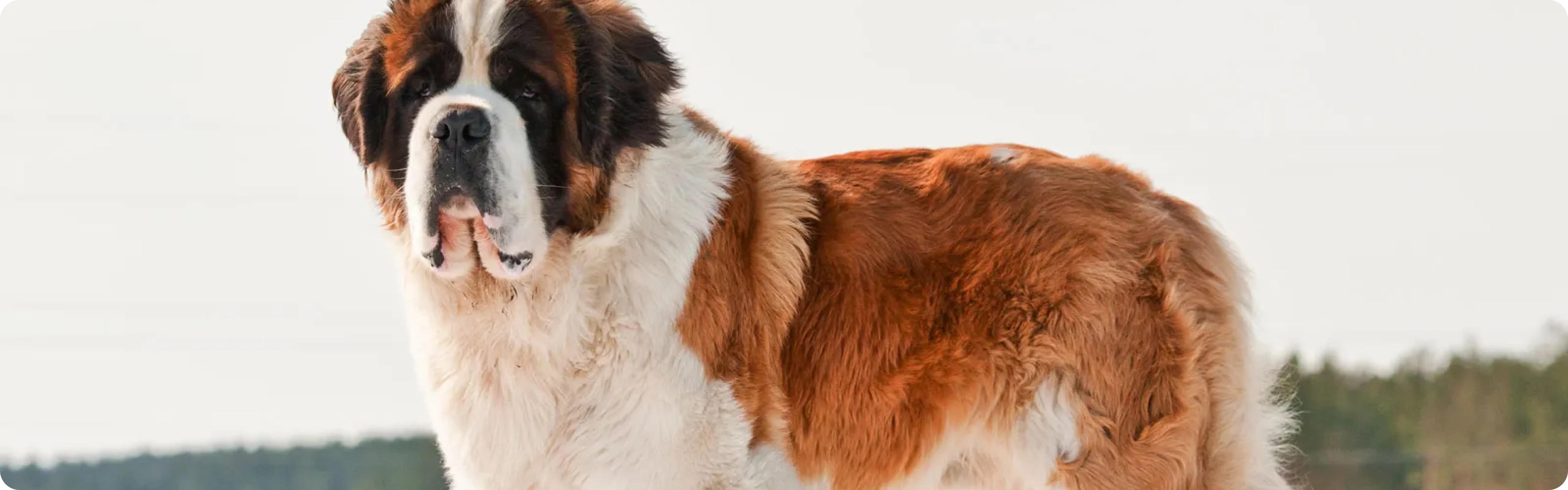 Saint Bernard