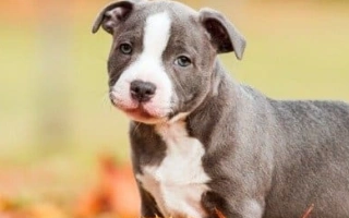 Staffordshire Bull Terrier is a brave and loving breed with a strong build and even stronger heart. Great for families with confident leadership.