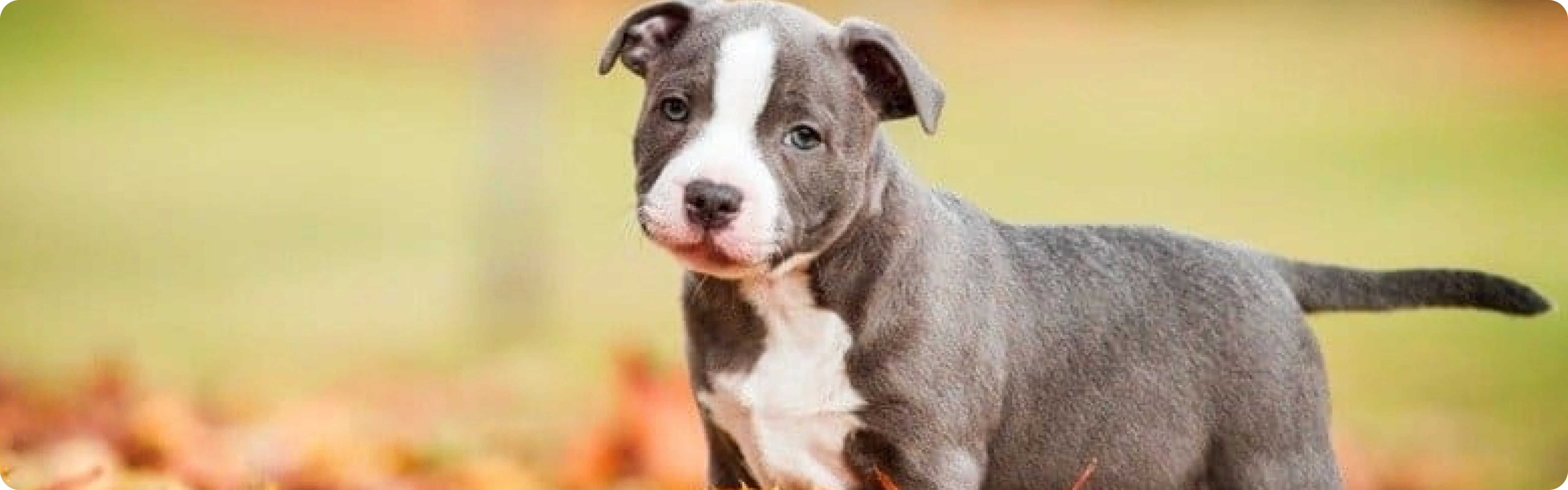 Staffordshire Bull Terrier