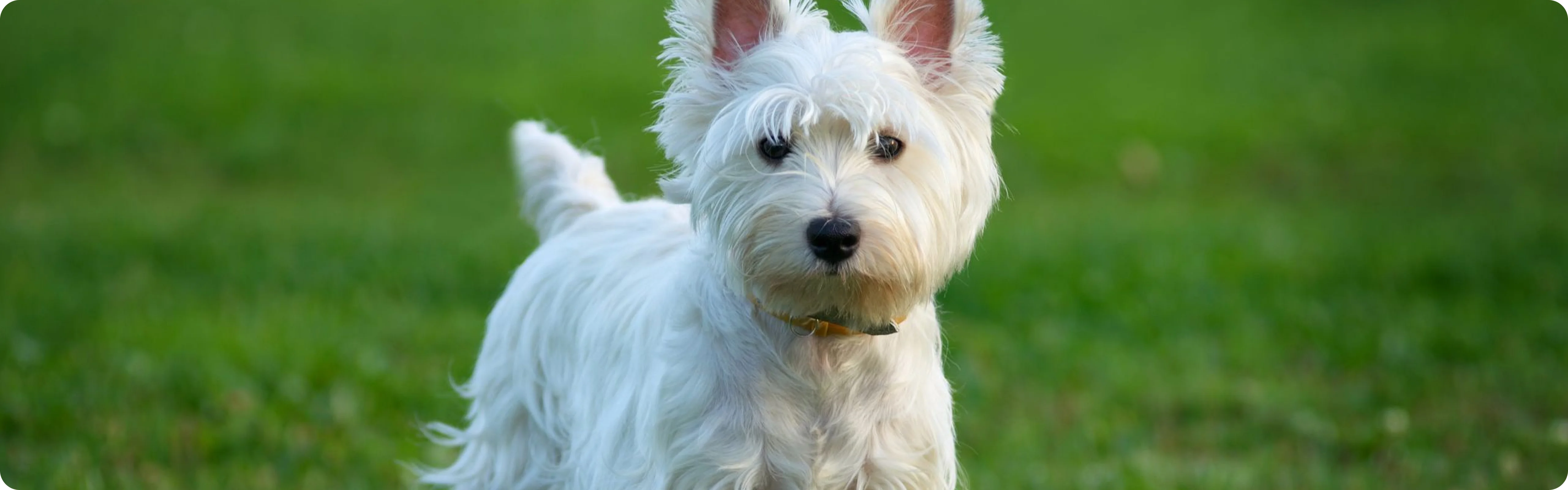 Terrier