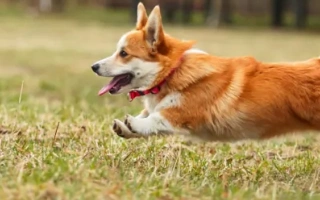 Welsh Corgi Cardigan is loyal, intelligent, and watchful. A great companion with herding instinct and a big personality in a small frame.