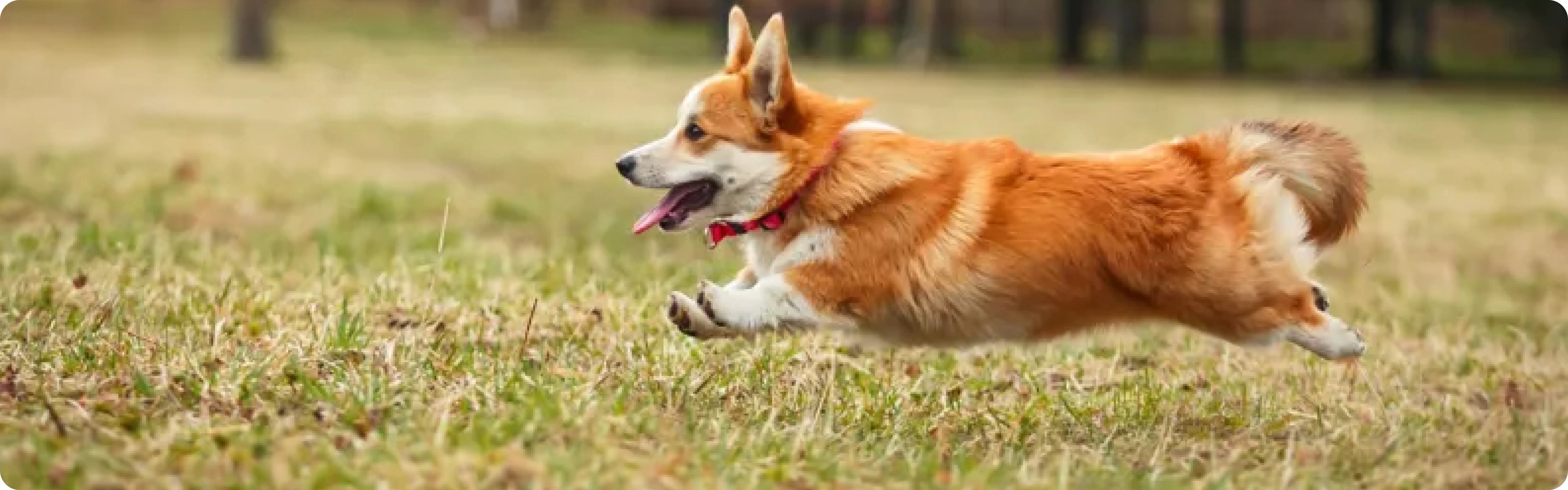 Welsh Corgi Cardigan